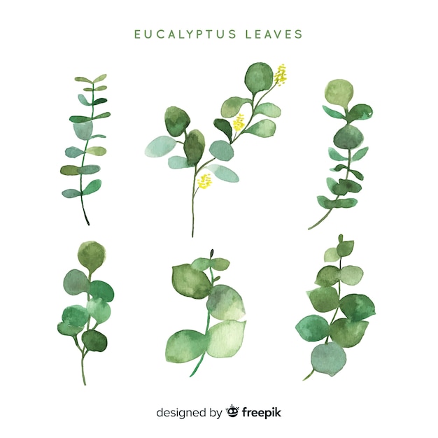 Download Watercolor eucalyptus leaves pack Vector | Free Download