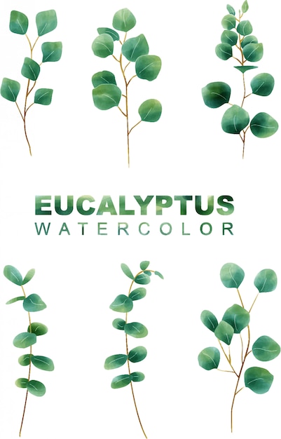 Download Watercolor eucalyptus leaves Vector | Premium Download