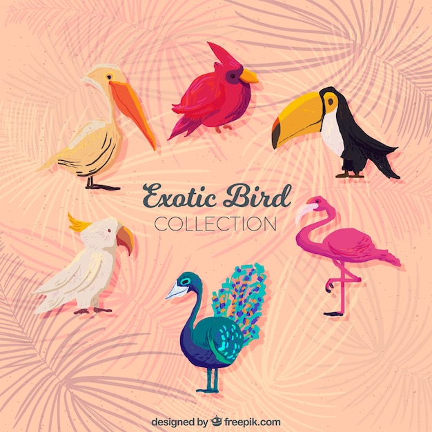 Watercolor exotic bird collection