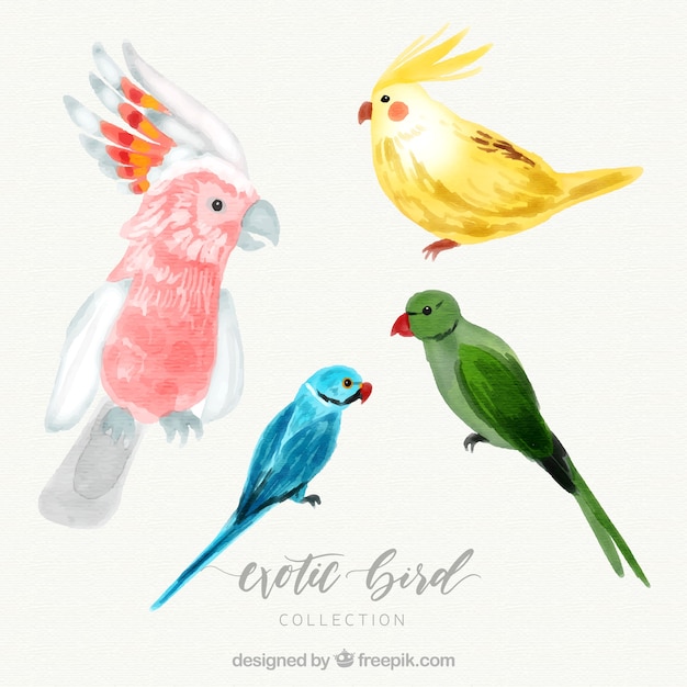 Watercolor exotic bird collection