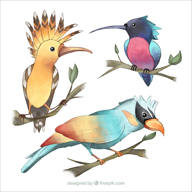 Watercolor exotic birds collection