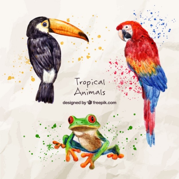 Watercolor exotic birds with a frog