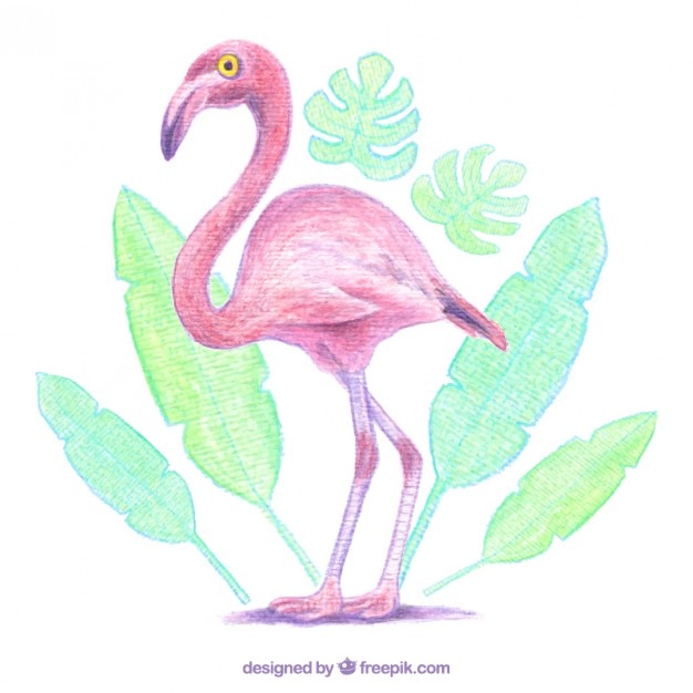 Download Free Vector | Watercolor flamingo