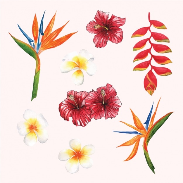 free-vector-watercolor-floral-designs-collection