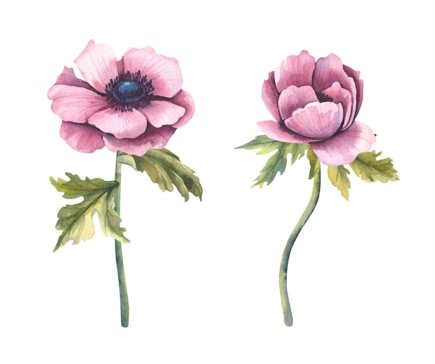 水彩花のイラストコレクション 花イソギンチャク プレミアムベクター