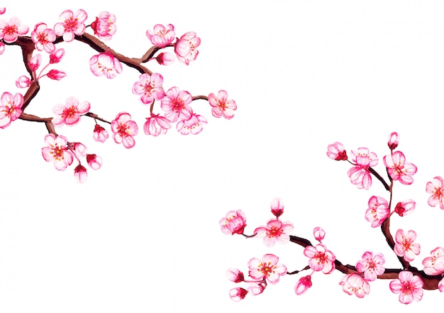 水彩花さくらフレーム 春の桜 白で隔離 プレミアムベクター