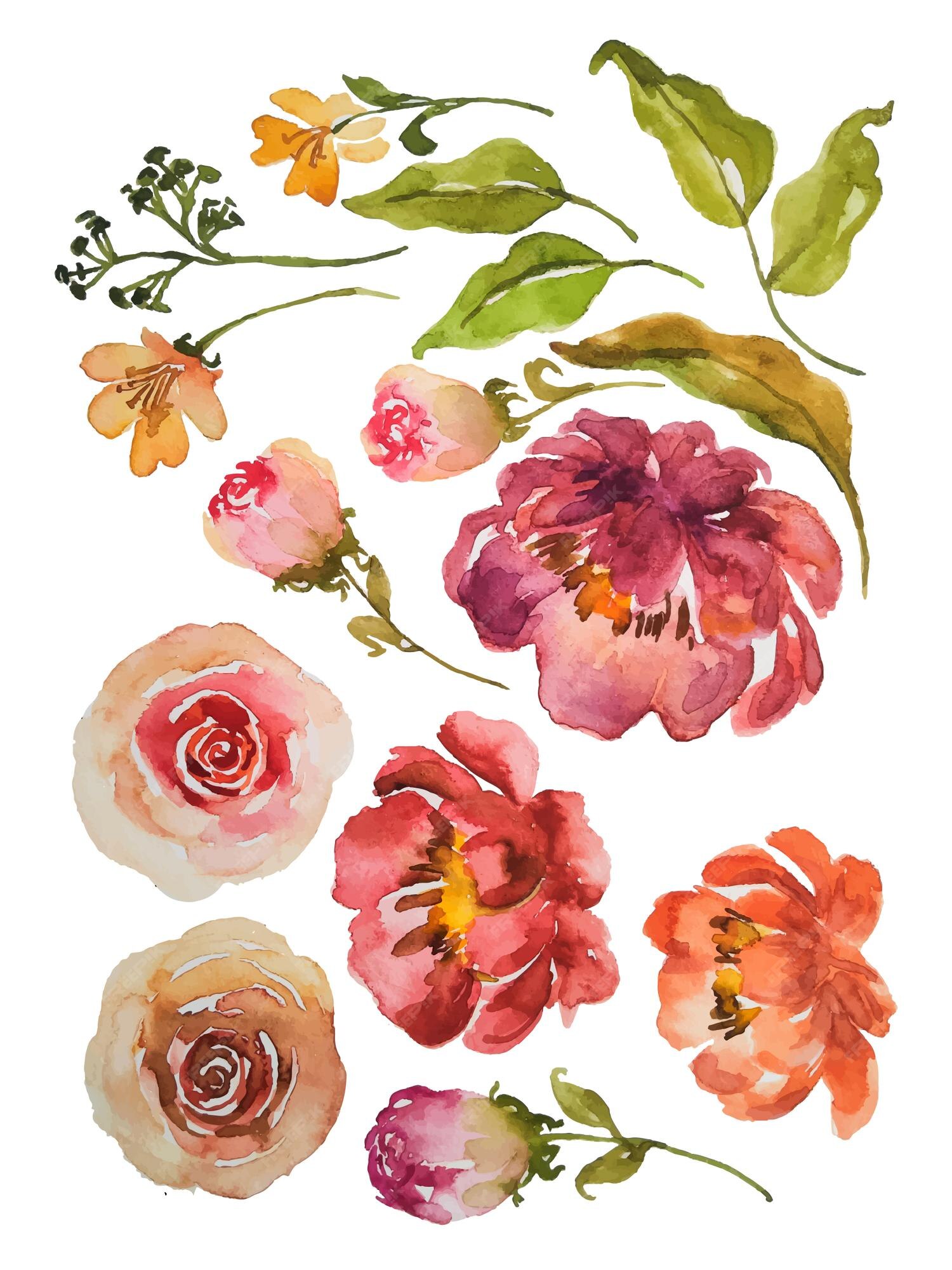 Premium Vector Watercolor Flower Elements