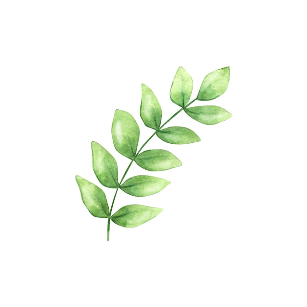 Premium Vector | Watercolor green plant with leaves