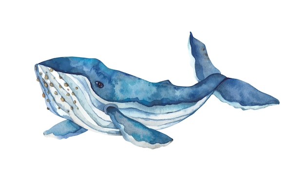 Premium Vector | Watercolor hand-drawn blue whale.