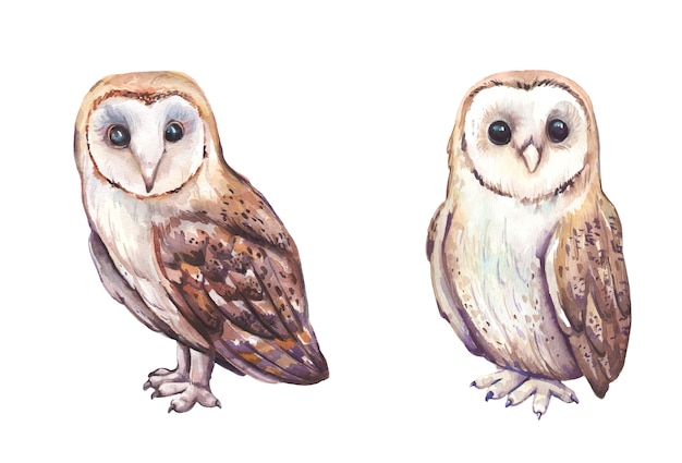 Download Watercolor hand painted owls. | Premium Vector