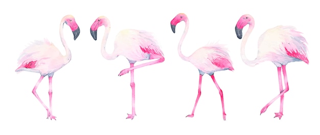 Download Watercolor hand painted tropical pink flamingo isolated on ...
