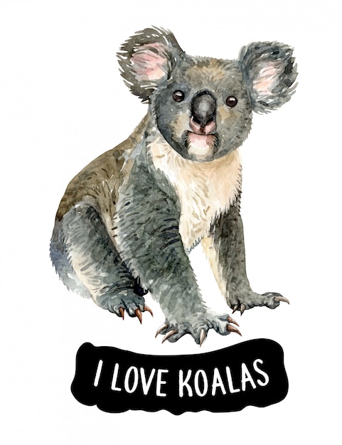 steffi love koala