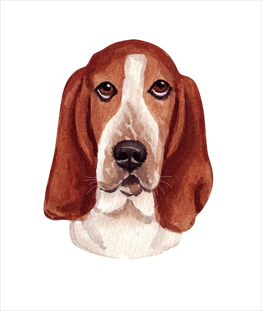 面白い犬の水彩イラスト 人気の犬種 犬 バセットハウンド 白で隔離された手作りのキャラクター プレミアムベクター