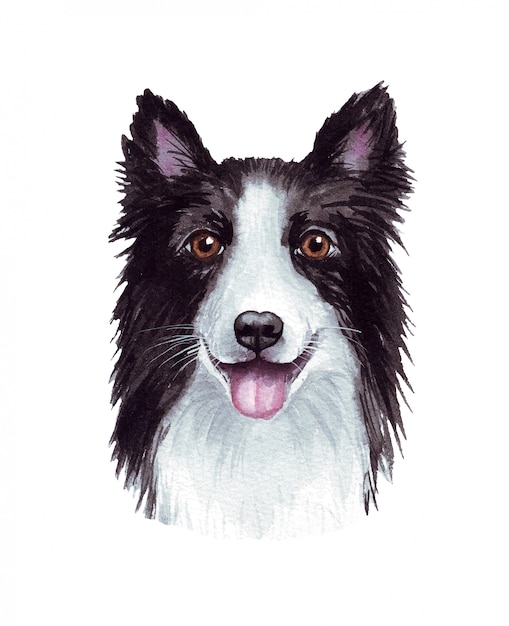 面白い犬の水彩イラスト 人気の犬種 犬 ボーダーコリー 白で隔離される手作りの文字 プレミアムベクター