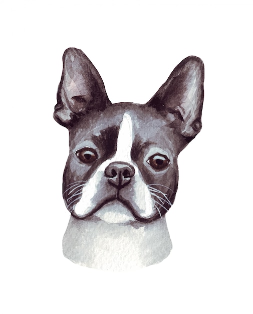 面白い犬の水彩イラスト 人気の犬種 犬ボストンテリア 白で隔離される手作りの文字 プレミアムベクター