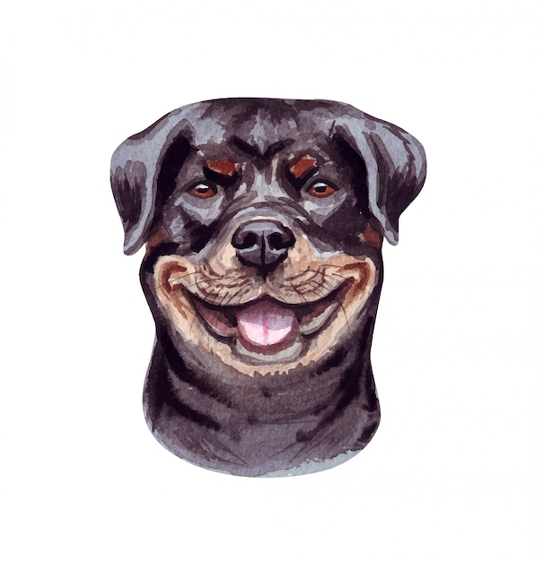 面白い犬の水彩イラスト 人気の犬種 犬のロットワイラー 白で隔離される手作りの文字 プレミアムベクター