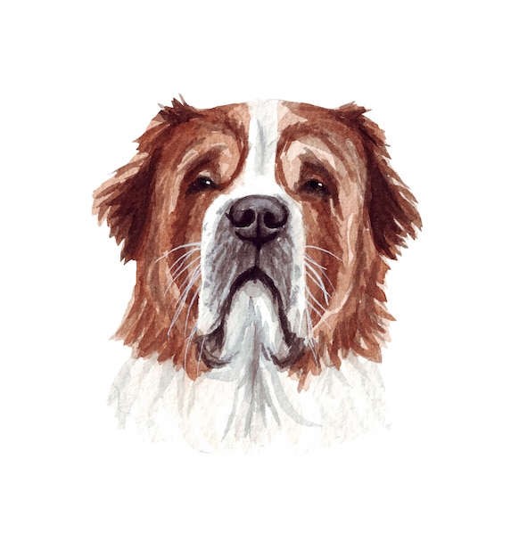 面白い犬の水彩イラスト 人気の犬種 セントバーナード犬 白で隔離される手作りの文字 プレミアムベクター