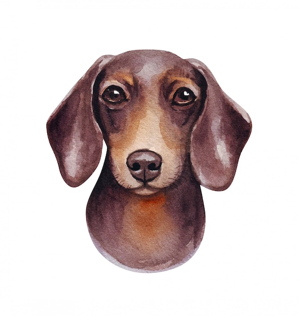 面白い犬の水彩イラスト 人気の犬種 ソーセージドッグ ダックスフント 白で隔離される手作りの文字 プレミアムベクター