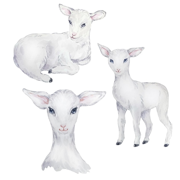 白い子羊の水彩イラストセット イースター画像 山羊の肖像画 繊細なデザイン要素 プレミアムベクター