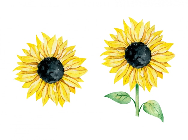 Download Watercolor illustration of a yellow sunflower with and ...