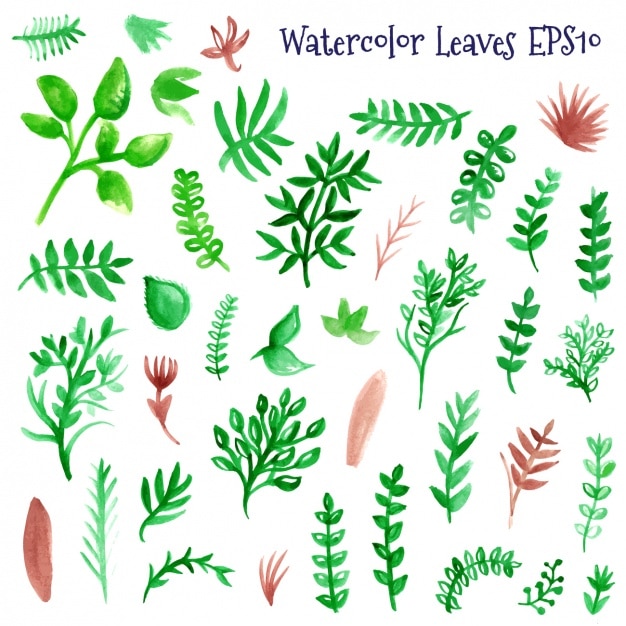  Watercolor  leaves  collection Vector Premium Download