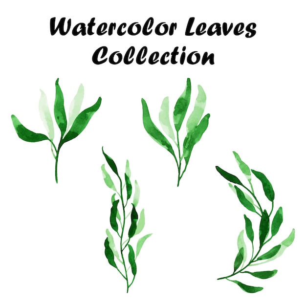  Watercolor  leaves  collection Premium Vector