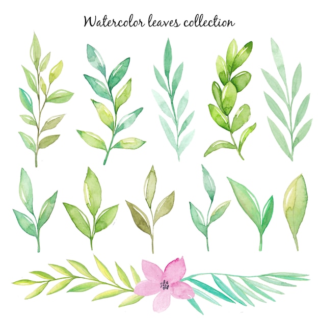  Watercolor  leaves  collection Premium Vector