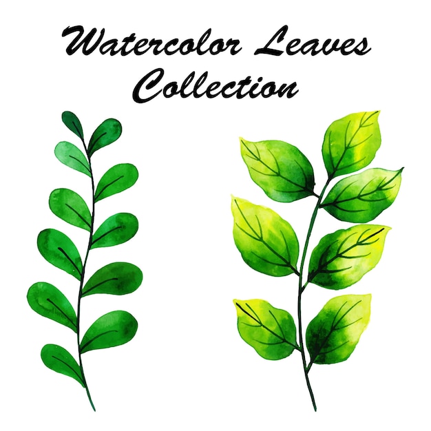 Premium Vector Watercolor  leaves  collection