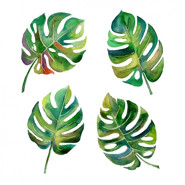 Download Watercolor leaves design Vector | Free Download