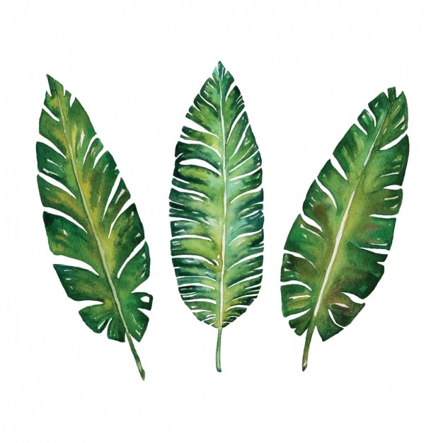 Download Free Vector | Watercolor leaves design