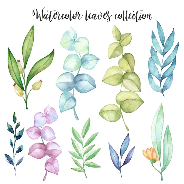 Download Watercolor leaves set Vector | Premium Download