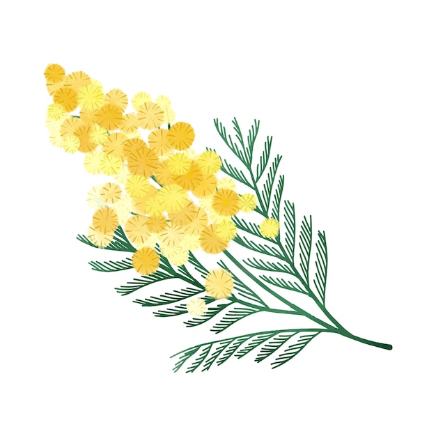 Premium Vector | Watercolor mimosa illustration