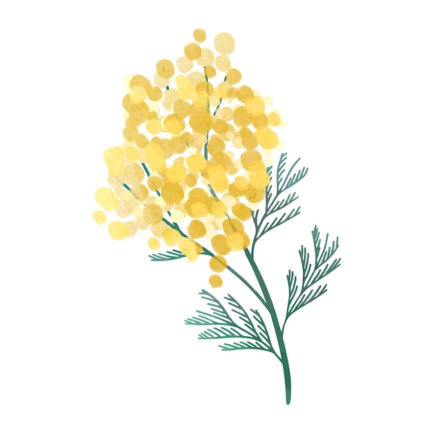 Premium Vector | Watercolor mimosa illustration