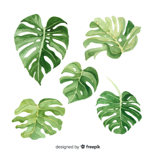 Download Watercolor monstera leaves set | Free Vector