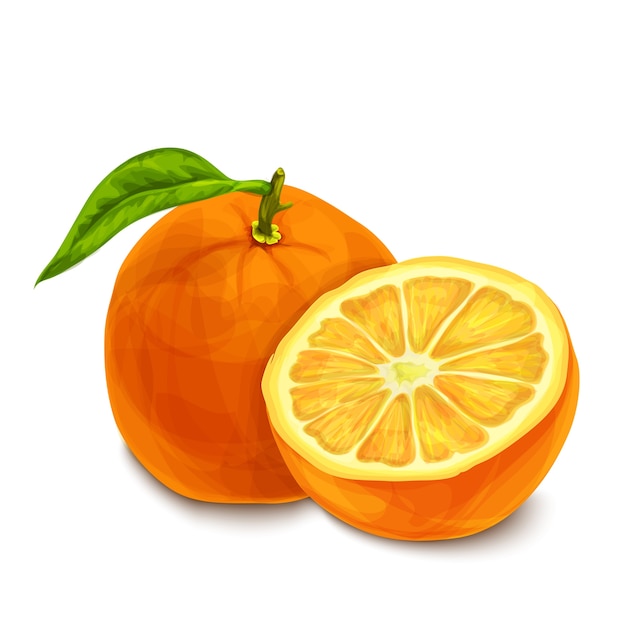 Watercolor Orange Vector Free Download