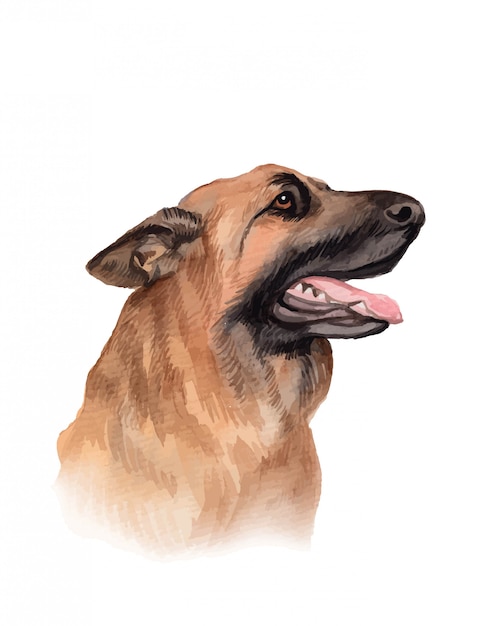 ジャーマンシェパード犬の肖像画イラストを描いた水彩画 プレミアムベクター