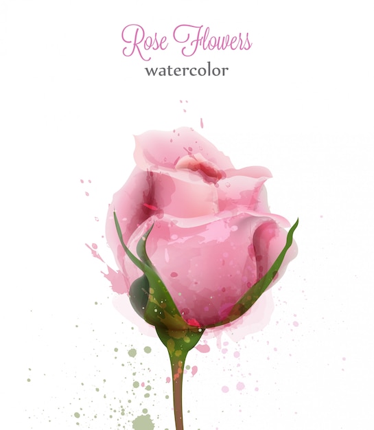 Download Watercolor pink rose | Premium Vector