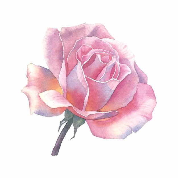 Premium Vector Watercolor Pink Rose 4791