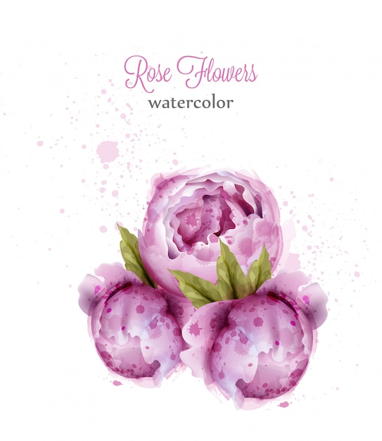 Download Watercolor pink wild roses Vector | Premium Download