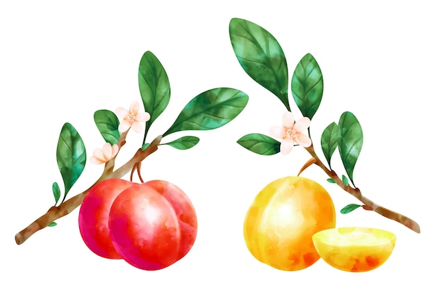 水彩梅の果実と花のイラスト 無料のベクター