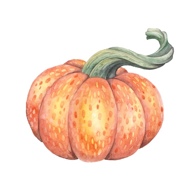 Download Watercolor pumpkin. | Premium Vector