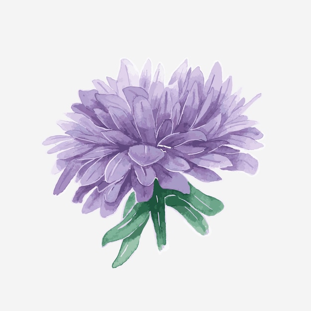 Aster Images Free Vectors Stock Photos Psd