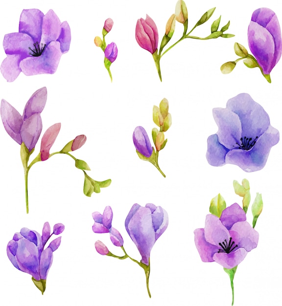 水彩紫フリージアの花セット プレミアムベクター