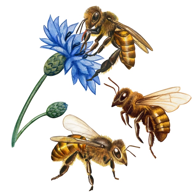 水彩のリアルなミツバチコレクション プレミアムベクター