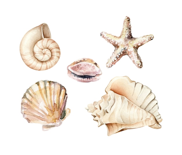 Premium Vector Watercolor Seashell Collection