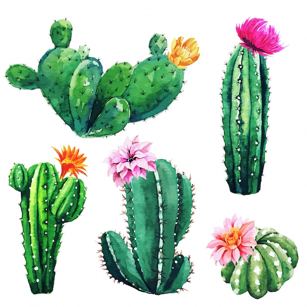 Premium Vector | Watercolor set of cactus plants and succulents