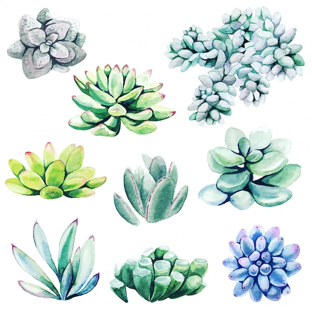 Watercolor set of cactus plants and succulents | Premium Vector