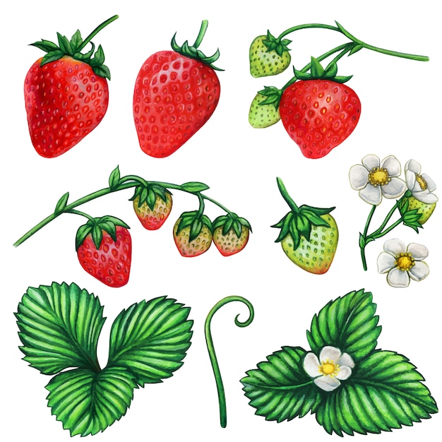 premium-vector-watercolor-strawberry-botanical-illustration-set