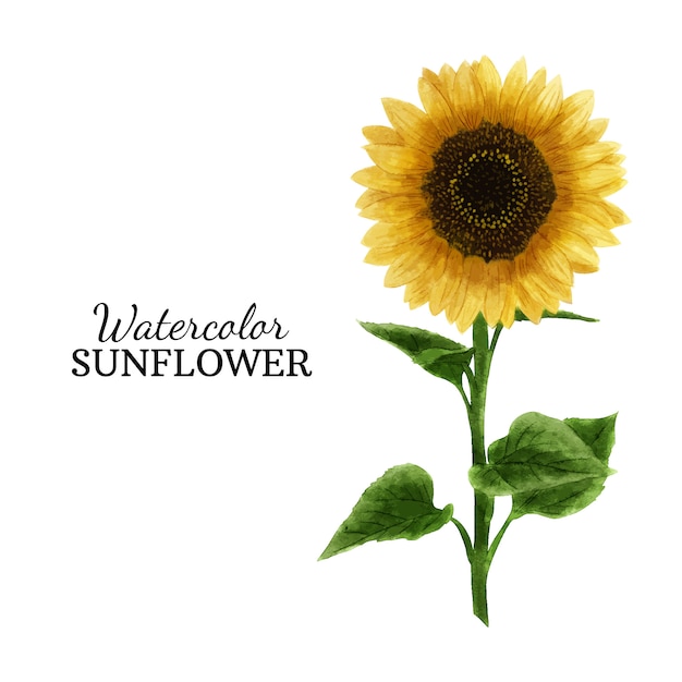 Download Watercolor sunflower | Premium Vector