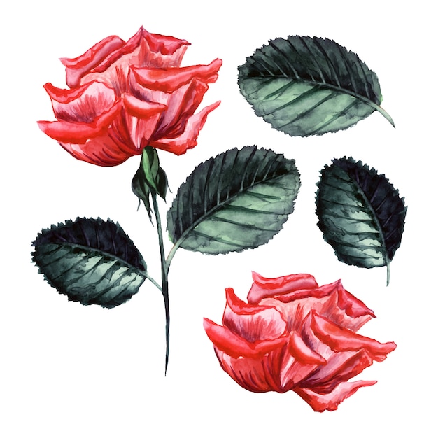 無料のベクター 水彩ベクトルローズ 詳細なイラスト 孤立した花のつぼみ 葉の要素